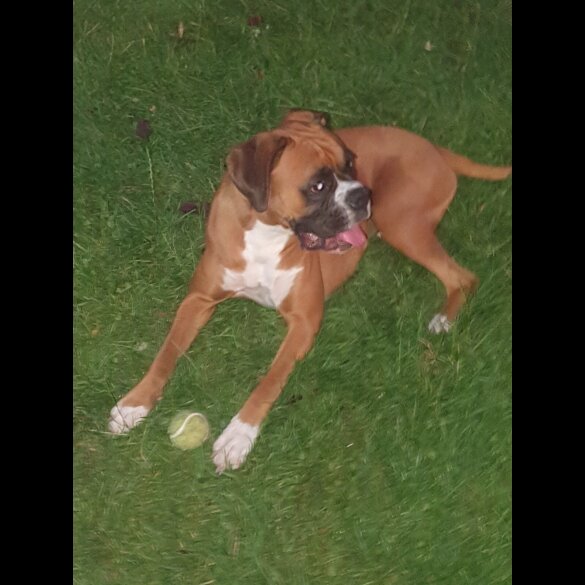 Boxer - Both
