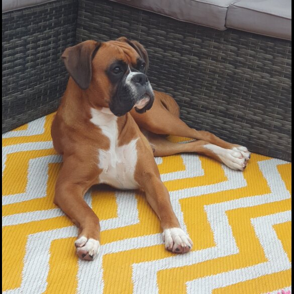 Boxer - Both