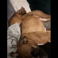 Boxer - Both