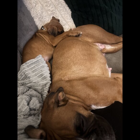 Boxer - Both