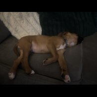 Boxer - Both