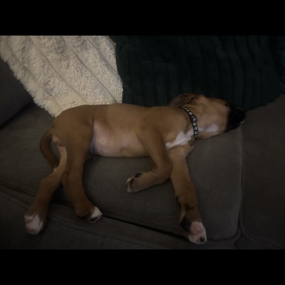 Boxer - Both