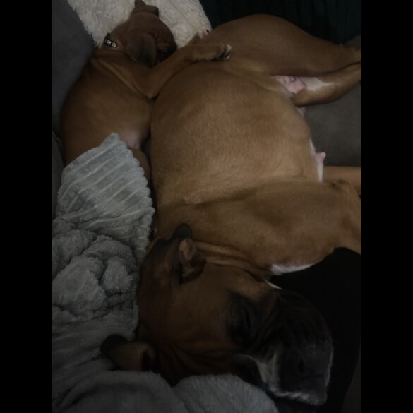 Boxer - Both