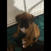 Boxer - Both