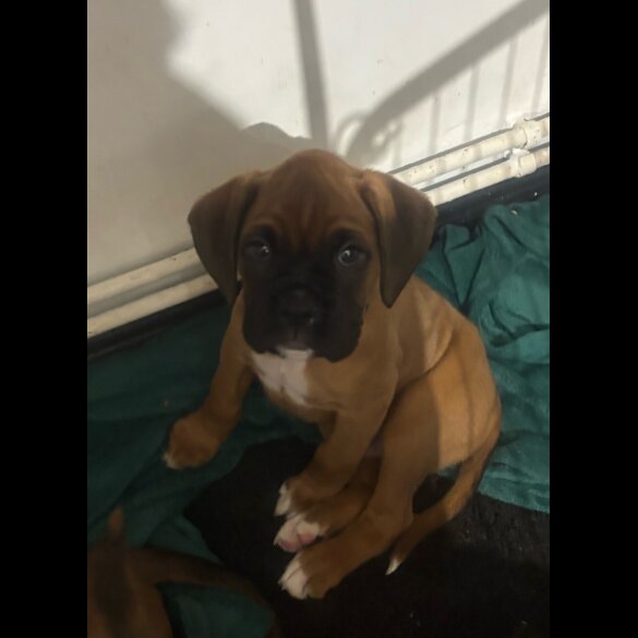 Boxer - Both