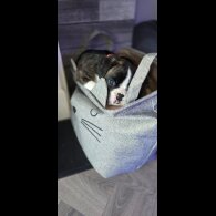 Boxer - Both