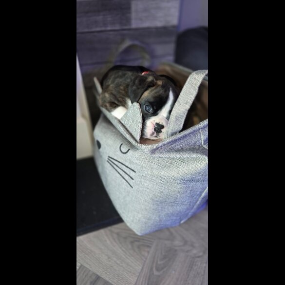 Boxer - Both