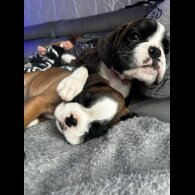 Boxer - Both