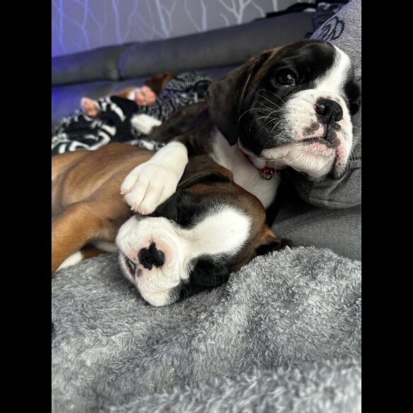 Boxer - Both