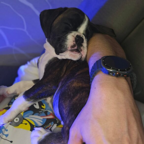 Boxer - Both