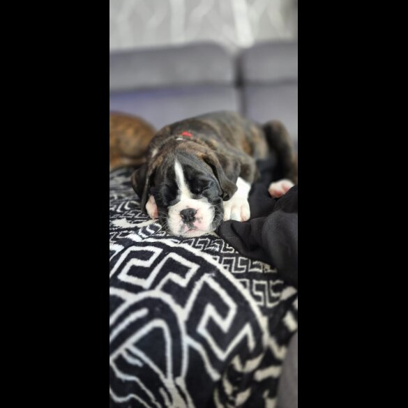 Boxer - Both