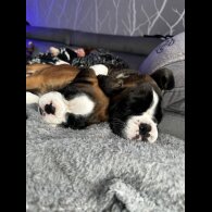 Boxer - Both