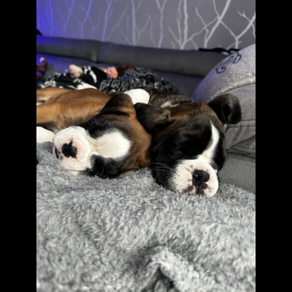 Boxer - Both