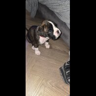 Boxer - Both
