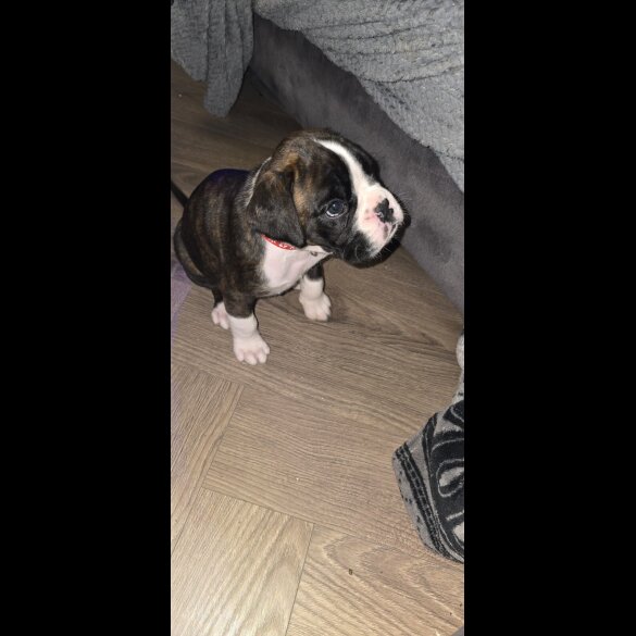 Boxer - Both