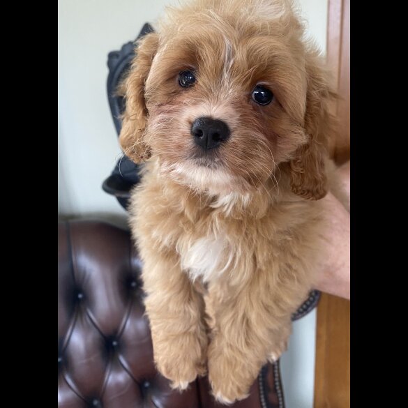Cavapoo - Dogs