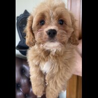 Cavapoo - Dogs