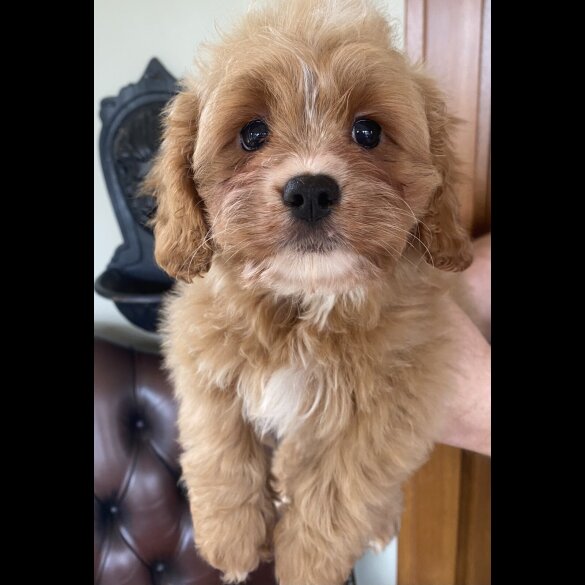 Cavapoo - Dogs
