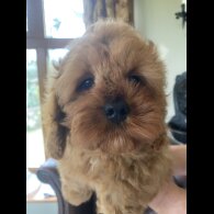 Cavapoo - Dogs