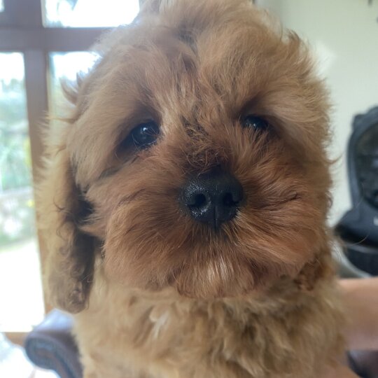 Cavapoo - Dogs