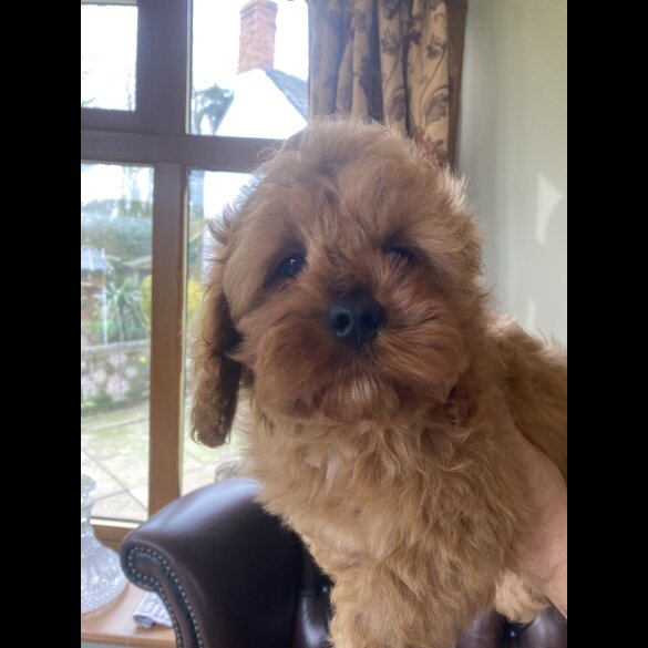 Cavapoo - Dogs