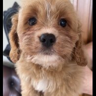 Cavapoo - Dogs