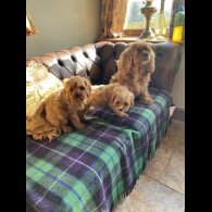 Cavapoo - Dogs