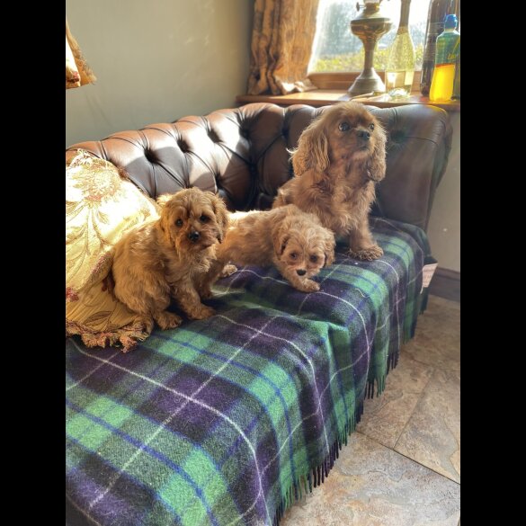 Cavapoo - Dogs
