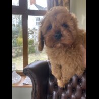 Cavapoo - Dogs