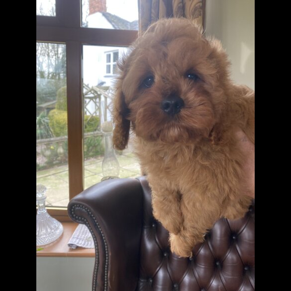 Cavapoo - Dogs