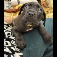 Cane Corso - Both