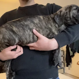 Cane Corso - Both