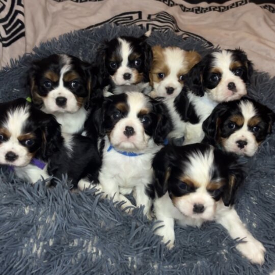 Cavalier King Charles Spaniel - Both