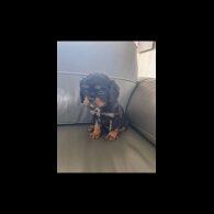 Cavalier King Charles Spaniel - Both