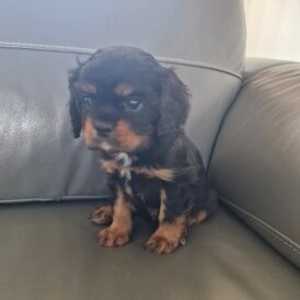Cavalier King Charles Spaniel - Both