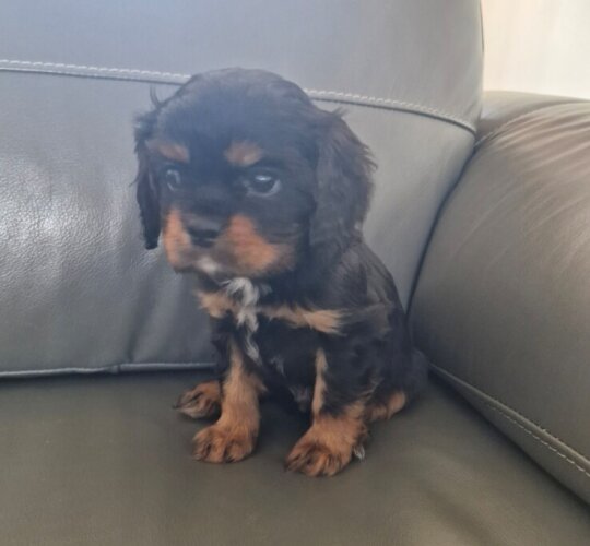 Cavalier King Charles Spaniel