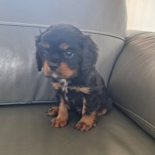 Cavalier King Charles Spaniel - Both