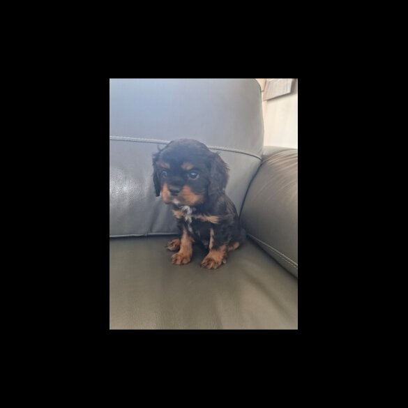 Cavalier King Charles Spaniel - Both