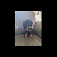 Cavalier King Charles Spaniel - Both