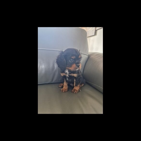 Cavalier King Charles Spaniel - Both