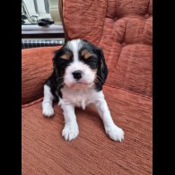Cavalier King Charles Spaniel - Both