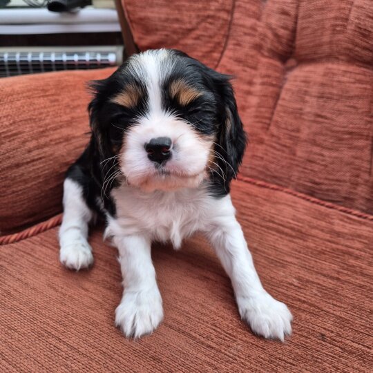 Cavalier King Charles Spaniel - Both