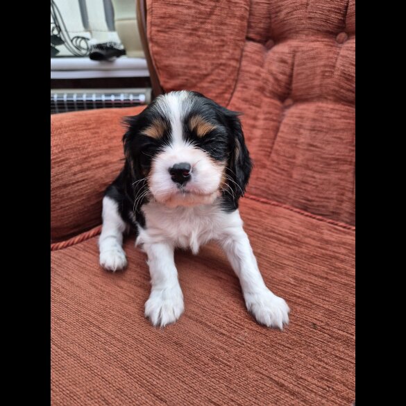 Cavalier King Charles Spaniel - Both