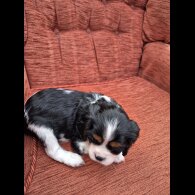 Cavalier King Charles Spaniel - Both