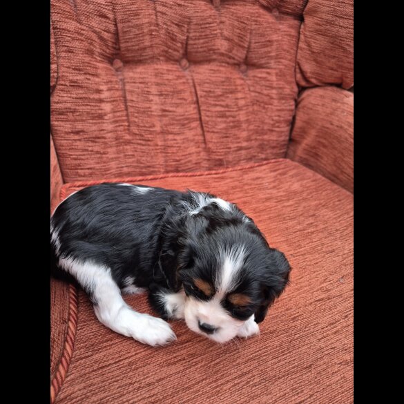 Cavalier King Charles Spaniel - Both