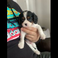 Cavalier King Charles Spaniel - Both