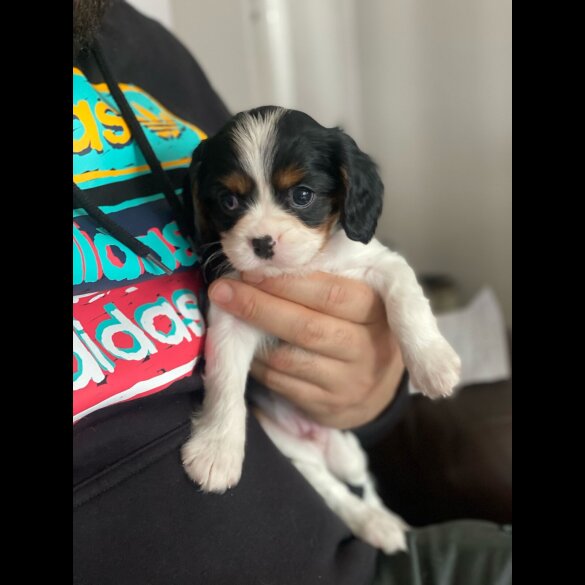 Cavalier King Charles Spaniel - Both
