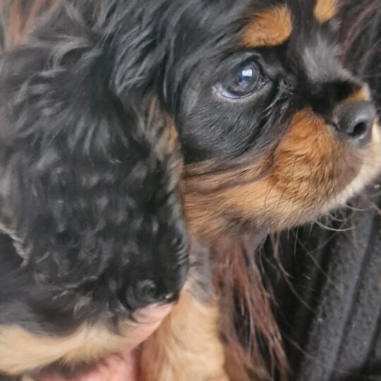 Cavalier King Charles Spaniel - Both