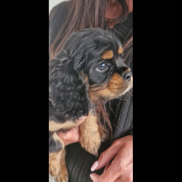 Cavalier King Charles Spaniel - Both