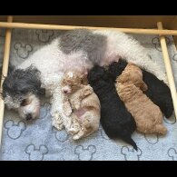Cavapoo - Bitches